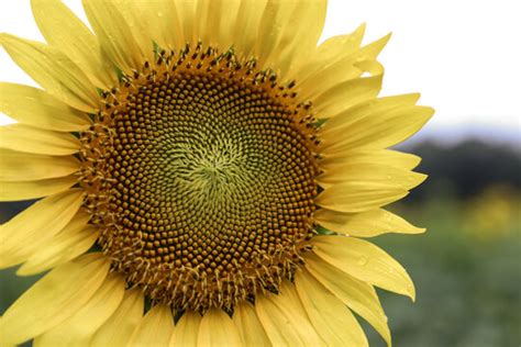 "Sunflower Closeup" Images – Browse 163 Stock Photos, Vectors, and ...