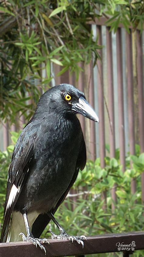 I am Called Currawong by vanndra on DeviantArt