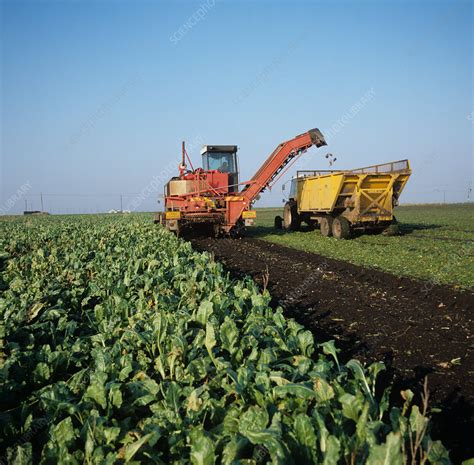 Harvesting sugar beets - Stock Image - E770/2048 - Science Photo Library