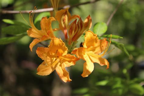 Flame azalea by botanicus-fireside on DeviantArt