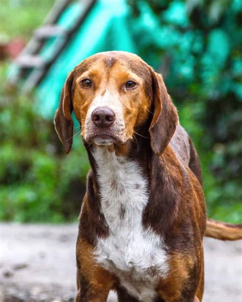 Lab Hound Mix: 8 Common Hound Dog Breeds Mixed With Labs