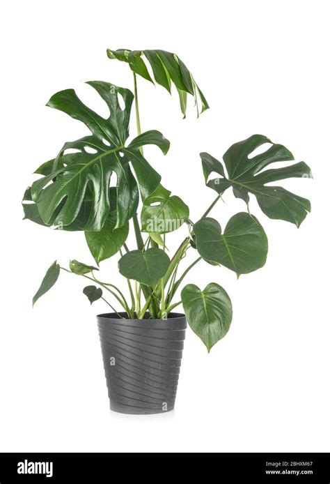 beautiful Monstera in front of white background Stock Photo - Alamy