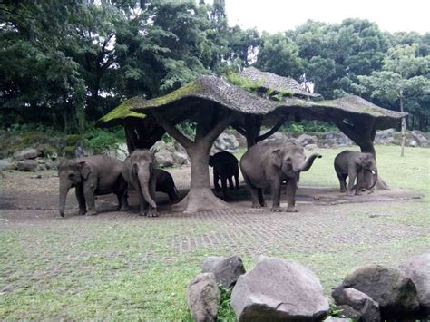 Tiket masuk ke PRIGEN SAFARI PARK dan 10 wahana mendebarkan - WisataHits