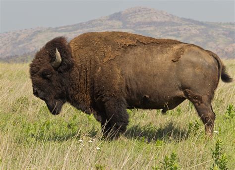 File:Bison bison Wichita Mountain Oklahoma.jpg - Wikimedia Commons