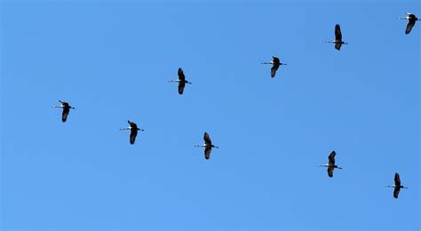 Free Images : sandhill cranes, flock, bird migration, animal migration, sky, beak, flight, wing ...