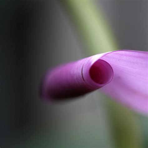 Macro photography of pink flower HD wallpaper | Wallpaper Flare