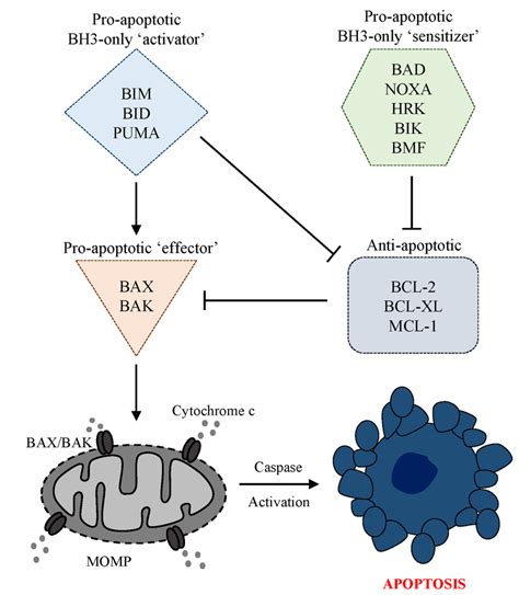 The intrinsic apoptosis pathway is tightly regulated by pro-and... | Download Scientific Diagram