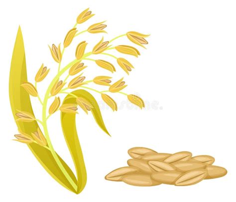 Oat Plant with Seeds. Cereal Grain Crop Icon Stock Vector - Illustration of icon, isolated ...