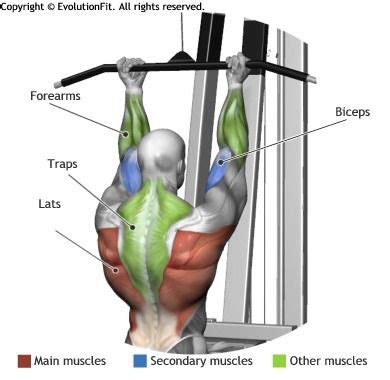 Women's Relationship blogs: Back Exercises Cable Pulldown