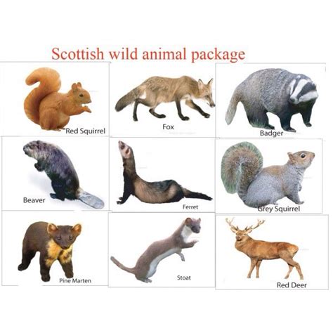 Pin by Robyn on Wildlife Things | Animals, Scottish animals, Animals wild