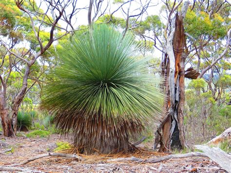 Australian grass tree. Xanthorrea.