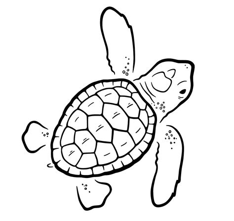 Loggerhead Sea Turtle Drawing at GetDrawings | Free download