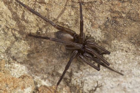 Tasmanian Cave Spider | Flickr - Photo Sharing!