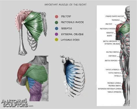 Torso muscles, Deltoid muscle, Pectoralis major, serratus, external oblique | Anatomy, Human ...