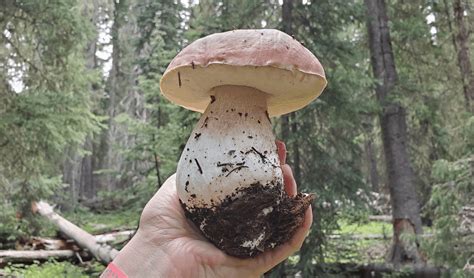 Why Are Some Mushrooms So Hard To Grow? - FreshCap Mushrooms