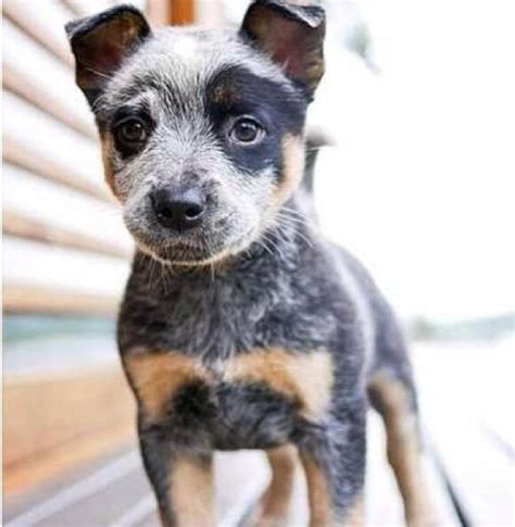 Blue tick heeler??? | Puppy love for Bella & Blue :) | Pinterest ...