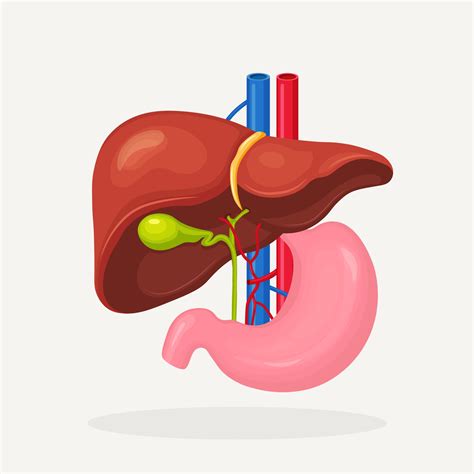 Stomach, liver icon isolated on white backgroung. Gallbladder, aorta, portal vein, hepatic duct ...