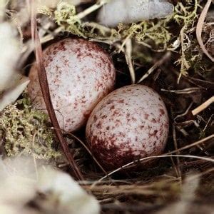 Wren's nest with eggs. Shallow depth of field. - GardenBird