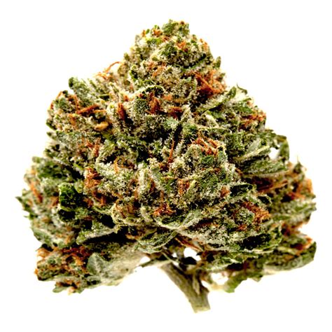 Master Kush marijuana seeds for sale