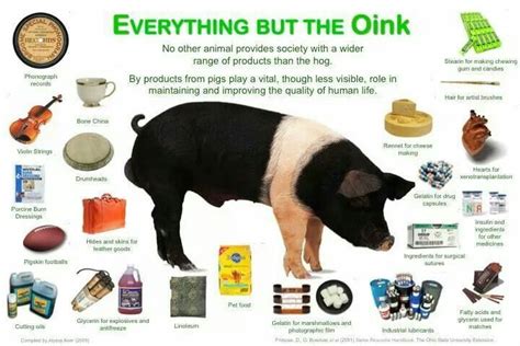 Other products made from pigs | Animal science, Pig, Pig facts