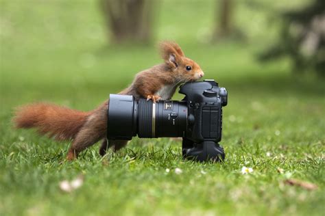 Cercasi Fotografo Foto % Immagini| animali, animali allo stato libero, squirrel Foto su ...