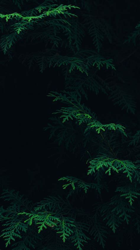 Dark Green Nature Wallpapers - Top Free Dark Green Nature Backgrounds - WallpaperAccess