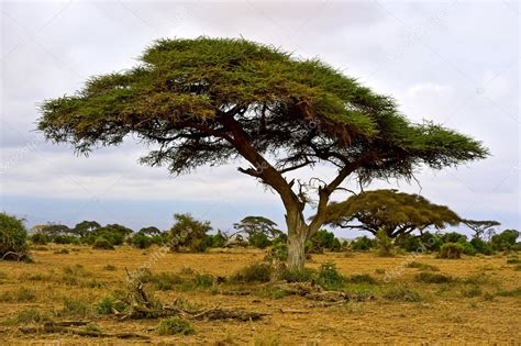 African tree in the savannah Stock Photo by ©kyslynskyy 121950132