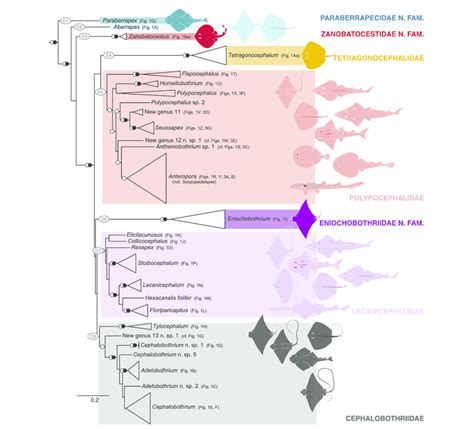 Schematic of phylogenetic tree resulting from Analysis 5 (Fig. 4) with ...