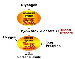 the aerobic energy system > OFF-67%