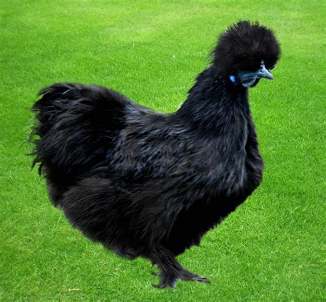 Sana pets: Black Silkie