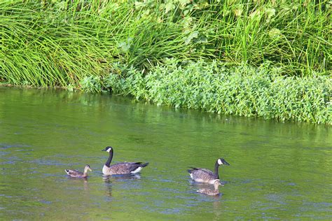 Los Angeles River Wildlife - Canada Geese and Mottled Ducks Photograph ...