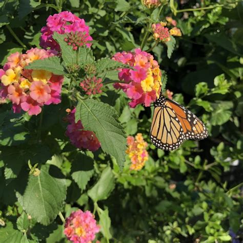 Creating a Butterfly Habitat Garden in Houston