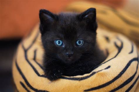 290+ Best Unisex Cat Names For Your Cute Feline Friend