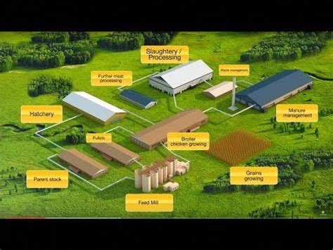 Presentation of the Complex for broiler meat production - YouTube #chickencage | Poultry farm ...