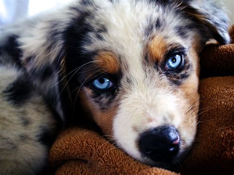 Australian Shepherd Puppy - Doglers