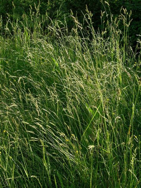 Studio and Garden: Flowering Grasses