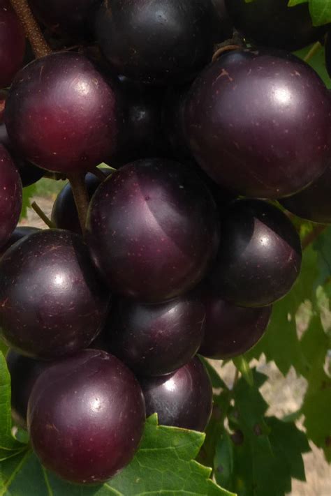 Buy Jumbo Black Muscadine Grape Vine | FREE SHIPPING | Wilson Bros Gardens | 6 Pack of 1 Gallon ...