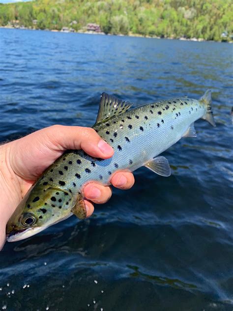 Is this a landlocked chinook? Caught at little campbell lake : r/anchorage