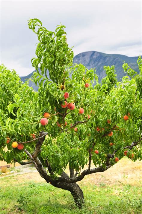 Pêcher : planter et tailler – Ooreka