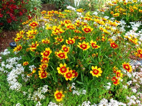 How to Grow and Care for Coreopsis - World of Flowering Plants