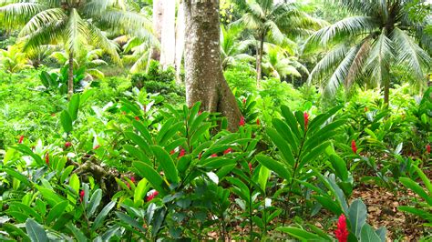 What Plants And Trees Are In The Amazon Rainforest at Agatha Shawver blog