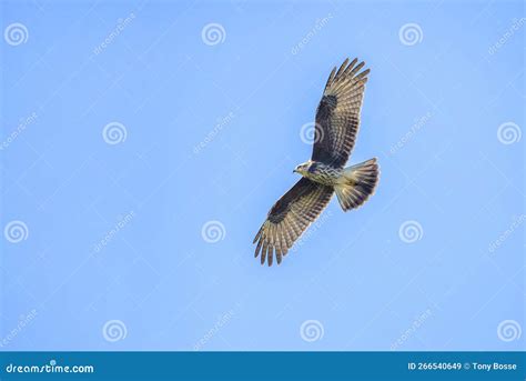 Northern Harrier in Flight stock image. Image of harrier - 266540649