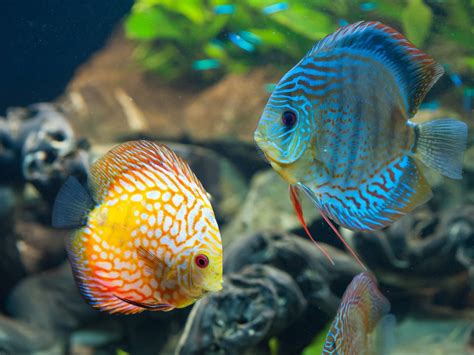 animals, Fish, Discus Fish Wallpapers HD / Desktop and Mobile Backgrounds