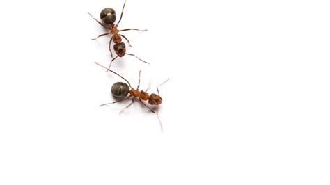 ants on white background - YouTube