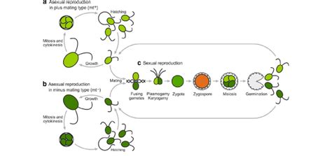 Asexual and sexual reproduction in C. reinhardtii. Under favorable... | Download Scientific Diagram