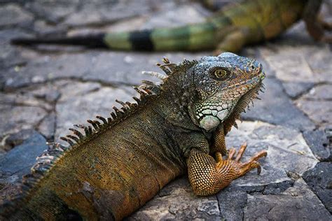 Iguana Care Guide for Novice and Experienced Keepers