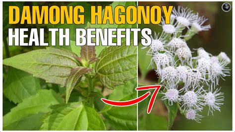 HAGONOY HEALTH BENEFITS , MGA SAKIT NA MAARING LUNASAN NG HALAMANG HAGONOY - YouTube