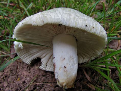 Green Cracking Russula