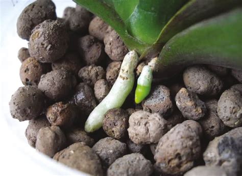 Clay pebbles for plants, hydroponics and growing: Agri | Laterlite