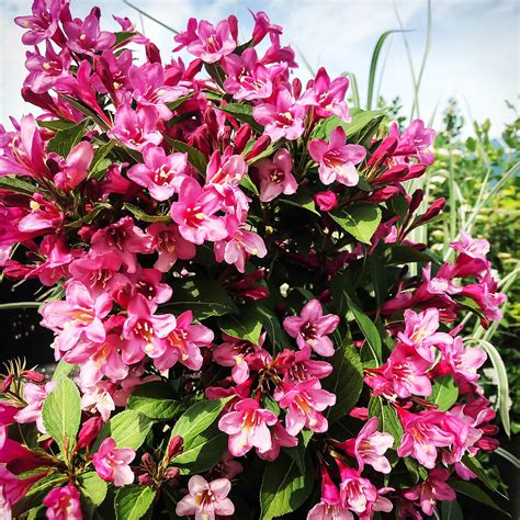 Sonic Bloom® Weigela For Sale Online | The Tree Center